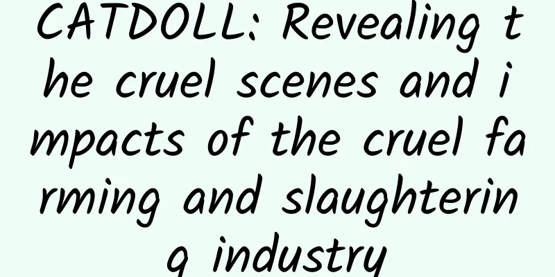 CATDOLL: Revealing the cruel scenes and impacts of the cruel farming and slaughtering industry