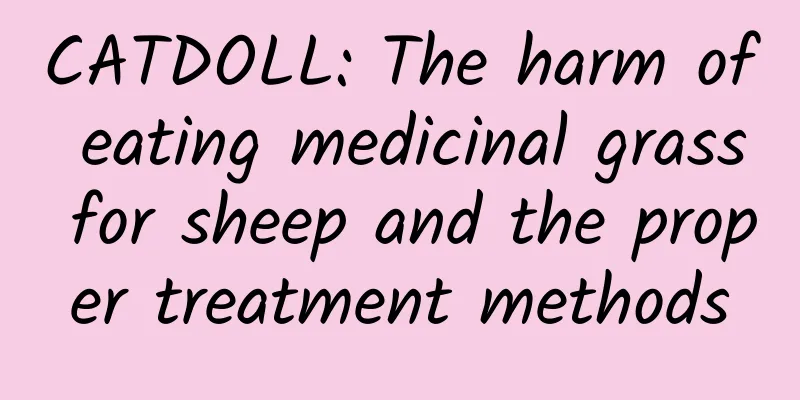 CATDOLL: The harm of eating medicinal grass for sheep and the proper treatment methods