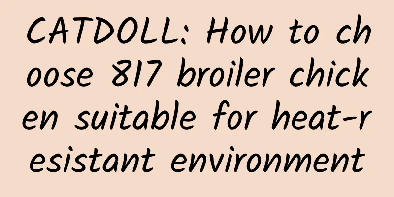 CATDOLL: How to choose 817 broiler chicken suitable for heat-resistant environment