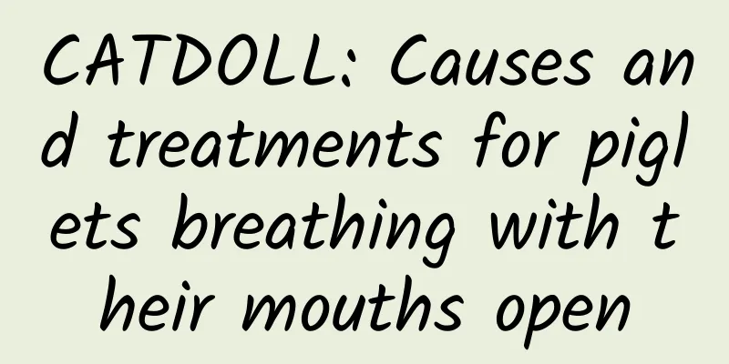 CATDOLL: Causes and treatments for piglets breathing with their mouths open