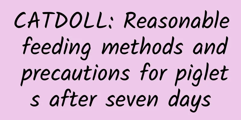 CATDOLL: Reasonable feeding methods and precautions for piglets after seven days