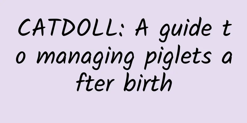 CATDOLL: A guide to managing piglets after birth