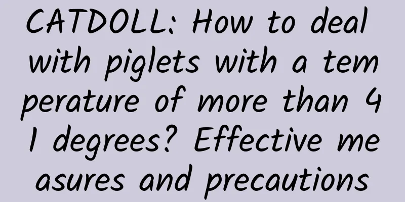 CATDOLL: How to deal with piglets with a temperature of more than 41 degrees? Effective measures and precautions