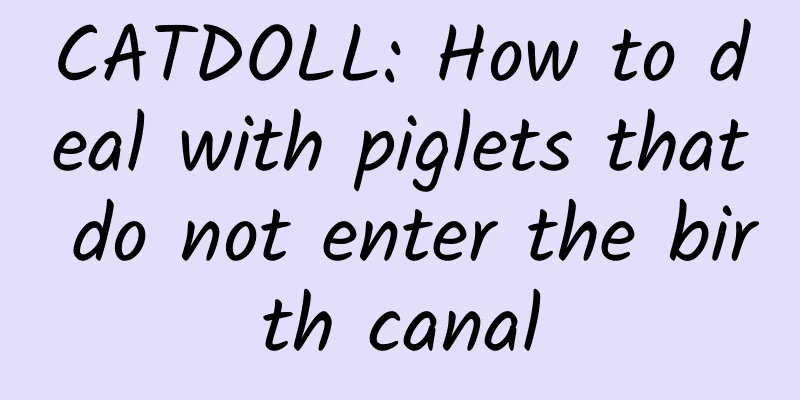 CATDOLL: How to deal with piglets that do not enter the birth canal