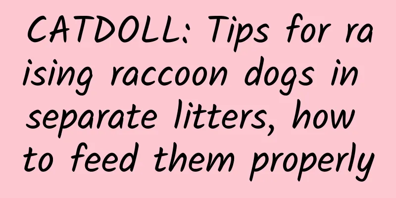 CATDOLL: Tips for raising raccoon dogs in separate litters, how to feed them properly