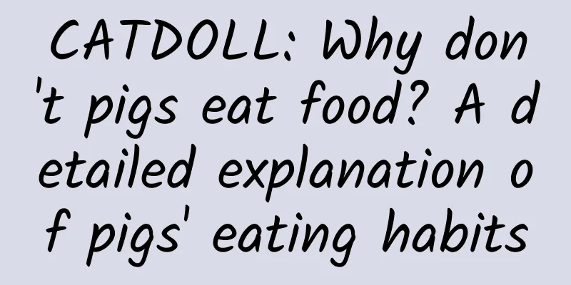 CATDOLL: Why don't pigs eat food? A detailed explanation of pigs' eating habits