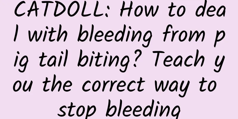 CATDOLL: How to deal with bleeding from pig tail biting? Teach you the correct way to stop bleeding