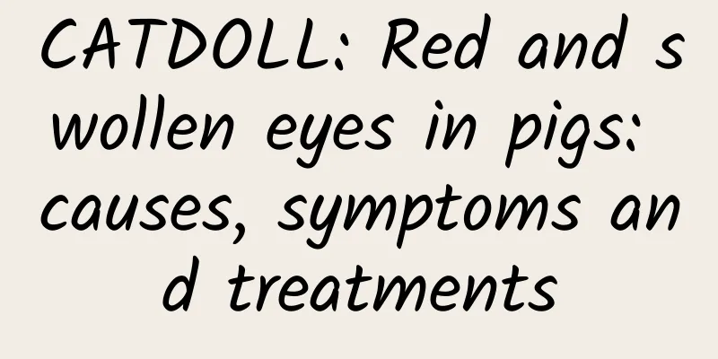 CATDOLL: Red and swollen eyes in pigs: causes, symptoms and treatments