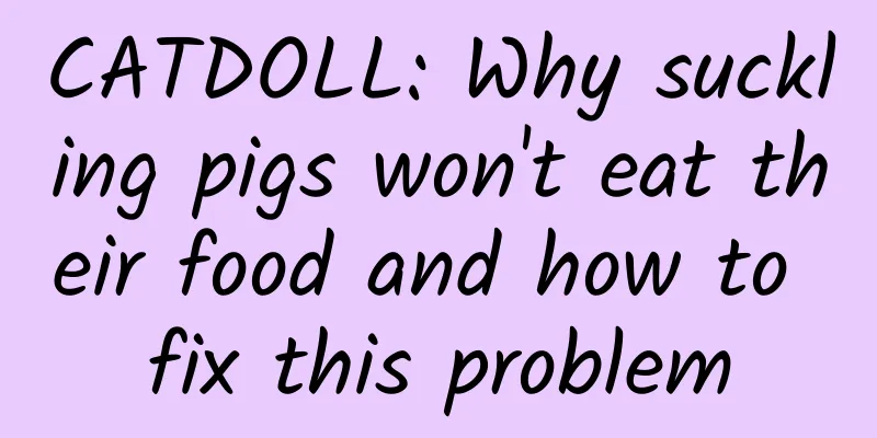 CATDOLL: Why suckling pigs won't eat their food and how to fix this problem