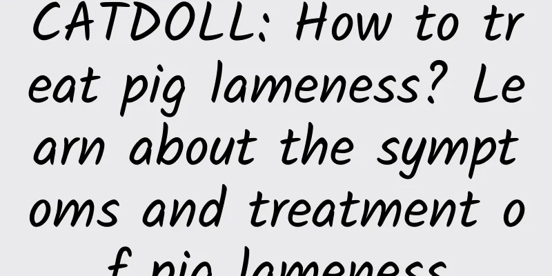 CATDOLL: How to treat pig lameness? Learn about the symptoms and treatment of pig lameness