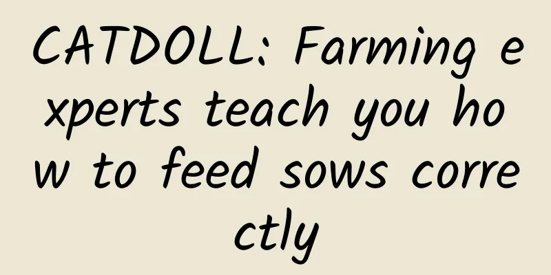 CATDOLL: Farming experts teach you how to feed sows correctly