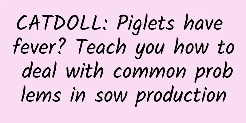 CATDOLL: Piglets have fever? Teach you how to deal with common problems in sow production