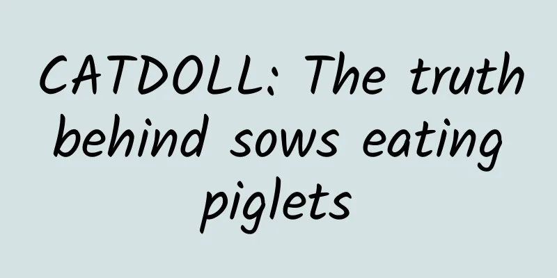 CATDOLL: The truth behind sows eating piglets