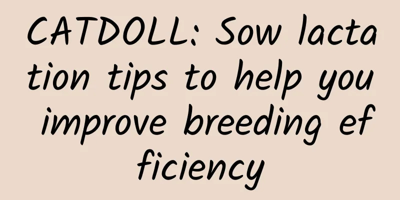 CATDOLL: Sow lactation tips to help you improve breeding efficiency