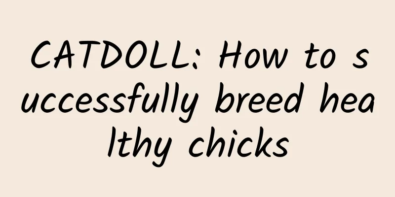 CATDOLL: How to successfully breed healthy chicks