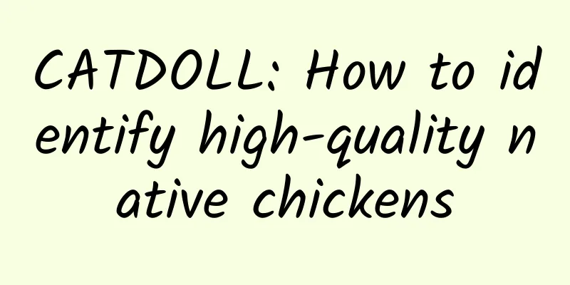 CATDOLL: How to identify high-quality native chickens