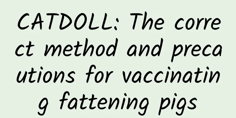 CATDOLL: The correct method and precautions for vaccinating fattening pigs