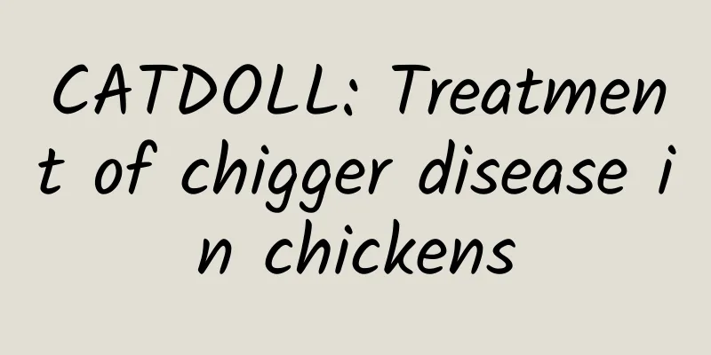 CATDOLL: Treatment of chigger disease in chickens