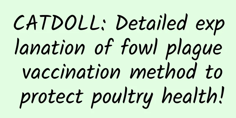 CATDOLL: Detailed explanation of fowl plague vaccination method to protect poultry health!