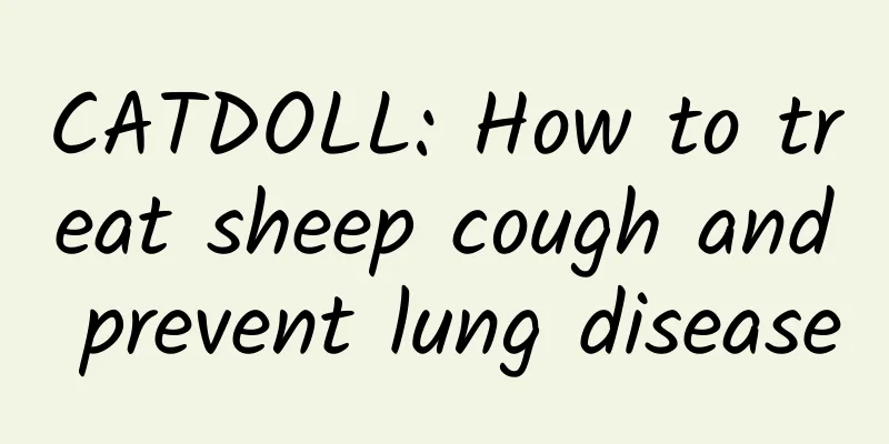 CATDOLL: How to treat sheep cough and prevent lung disease