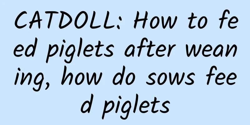 CATDOLL: How to feed piglets after weaning, how do sows feed piglets