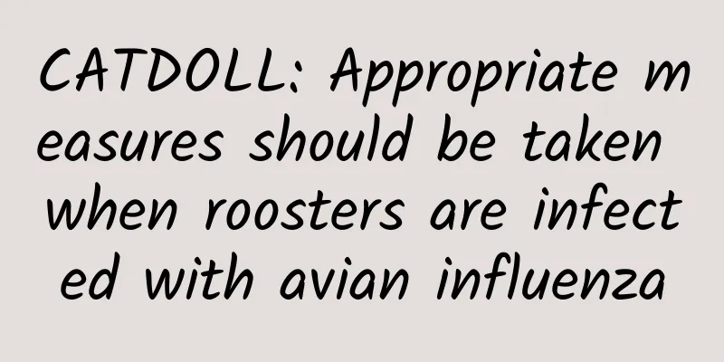 CATDOLL: Appropriate measures should be taken when roosters are infected with avian influenza