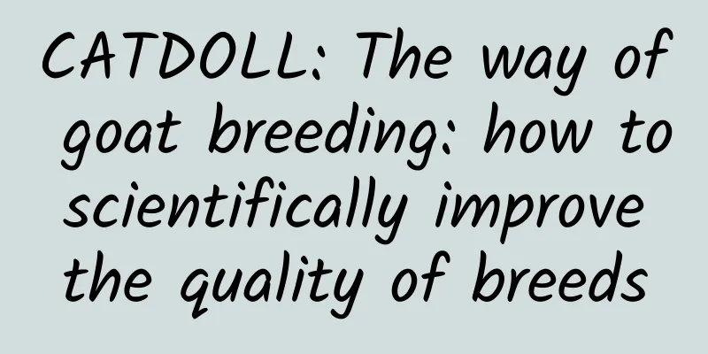 CATDOLL: The way of goat breeding: how to scientifically improve the quality of breeds