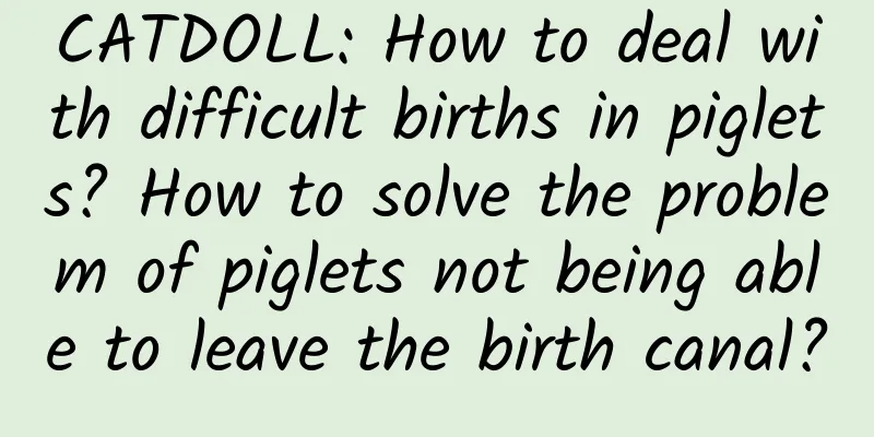 CATDOLL: How to deal with difficult births in piglets? How to solve the problem of piglets not being able to leave the birth canal?