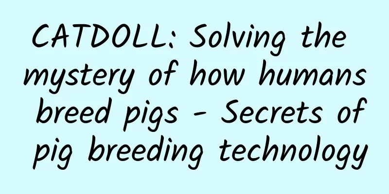 CATDOLL: Solving the mystery of how humans breed pigs - Secrets of pig breeding technology