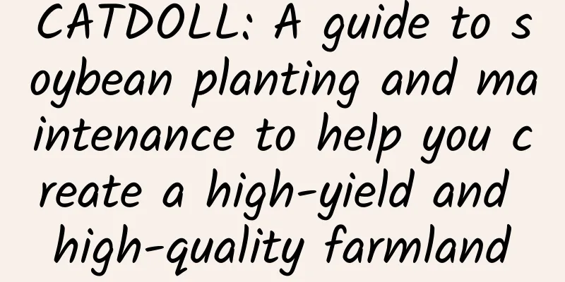 CATDOLL: A guide to soybean planting and maintenance to help you create a high-yield and high-quality farmland