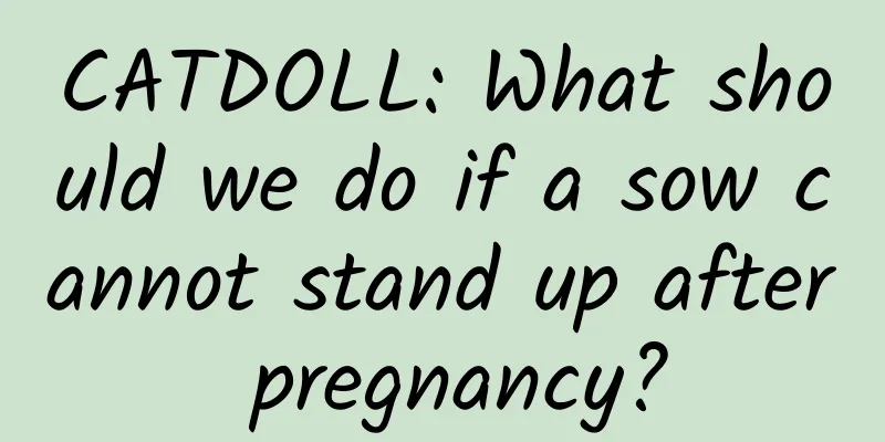 CATDOLL: What should we do if a sow cannot stand up after pregnancy?
