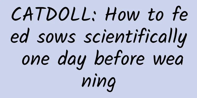 CATDOLL: How to feed sows scientifically one day before weaning