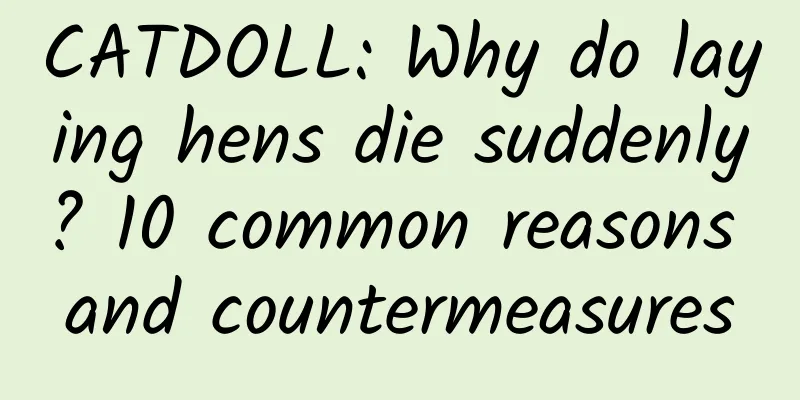 CATDOLL: Why do laying hens die suddenly? 10 common reasons and countermeasures
