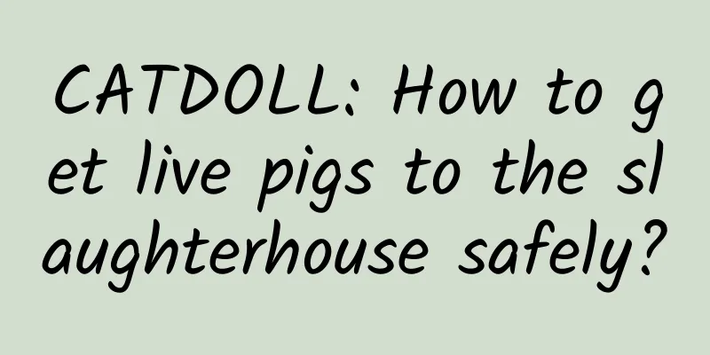 CATDOLL: How to get live pigs to the slaughterhouse safely?