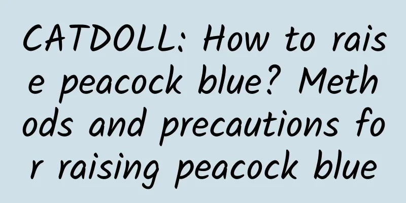 CATDOLL: How to raise peacock blue? Methods and precautions for raising peacock blue