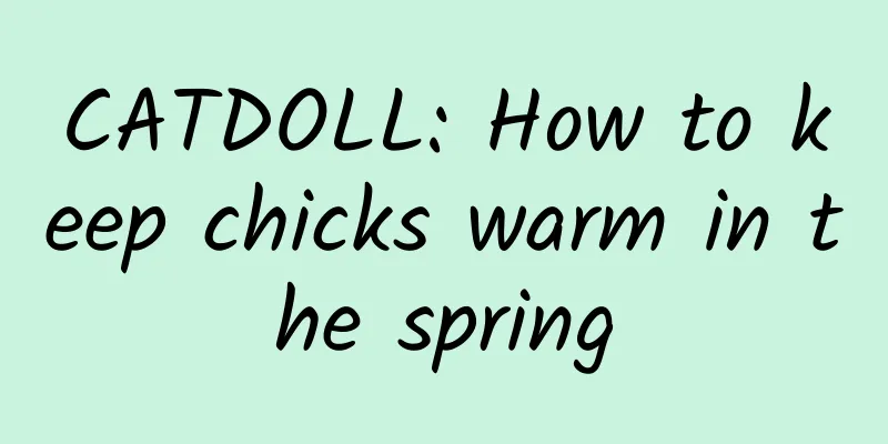 CATDOLL: How to keep chicks warm in the spring