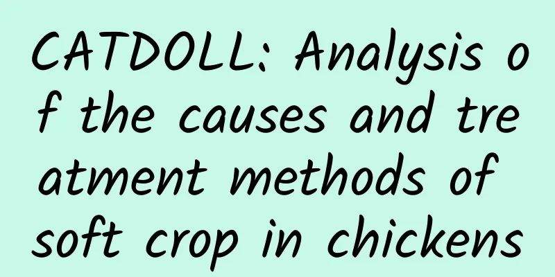 CATDOLL: Analysis of the causes and treatment methods of soft crop in chickens