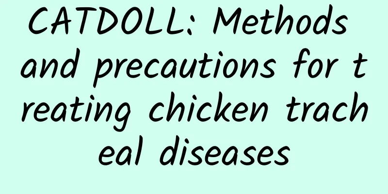 CATDOLL: Methods and precautions for treating chicken tracheal diseases