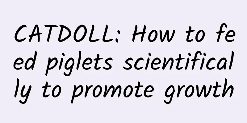 CATDOLL: How to feed piglets scientifically to promote growth