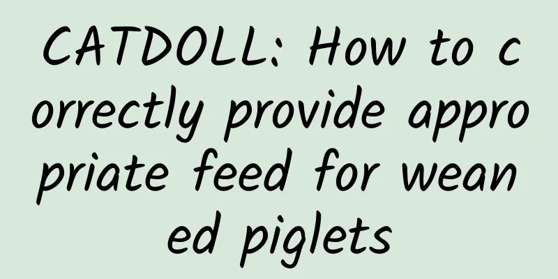 CATDOLL: How to correctly provide appropriate feed for weaned piglets