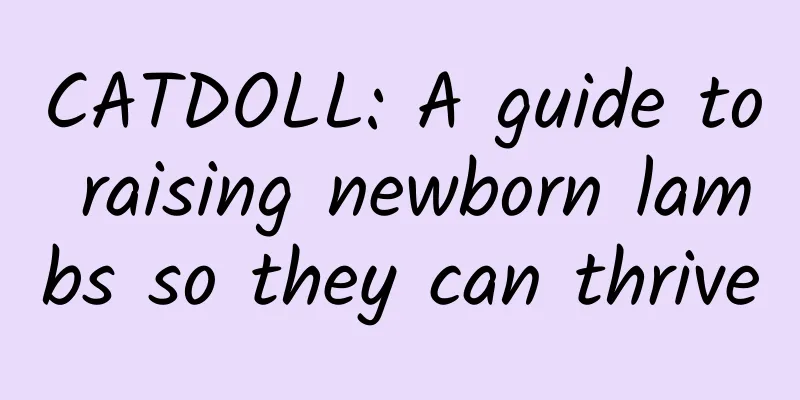 CATDOLL: A guide to raising newborn lambs so they can thrive
