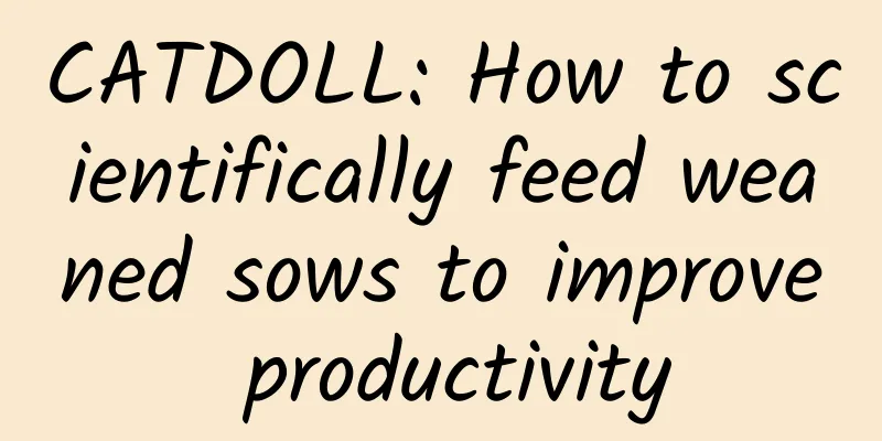 CATDOLL: How to scientifically feed weaned sows to improve productivity