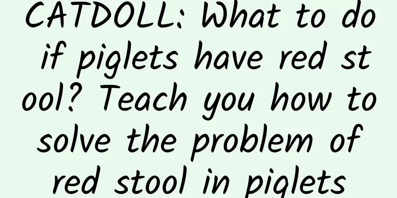 CATDOLL: What to do if piglets have red stool? Teach you how to solve the problem of red stool in piglets