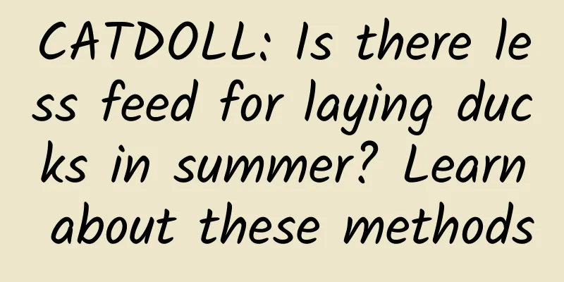 CATDOLL: Is there less feed for laying ducks in summer? Learn about these methods
