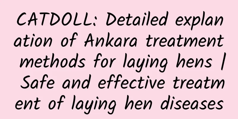CATDOLL: Detailed explanation of Ankara treatment methods for laying hens | Safe and effective treatment of laying hen diseases
