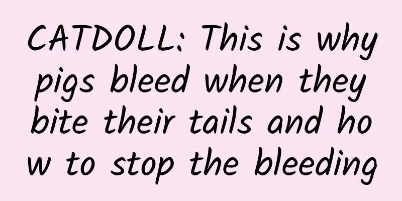 CATDOLL: This is why pigs bleed when they bite their tails and how to stop the bleeding