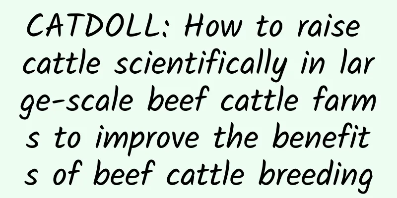 CATDOLL: How to raise cattle scientifically in large-scale beef cattle farms to improve the benefits of beef cattle breeding