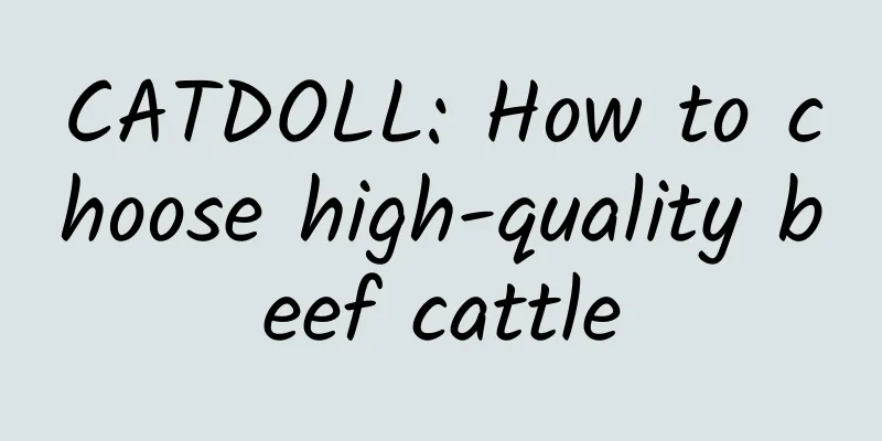 CATDOLL: How to choose high-quality beef cattle