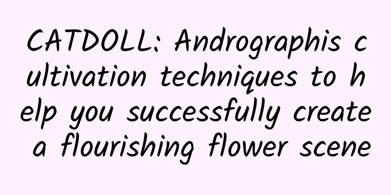 CATDOLL: Andrographis cultivation techniques to help you successfully create a flourishing flower scene