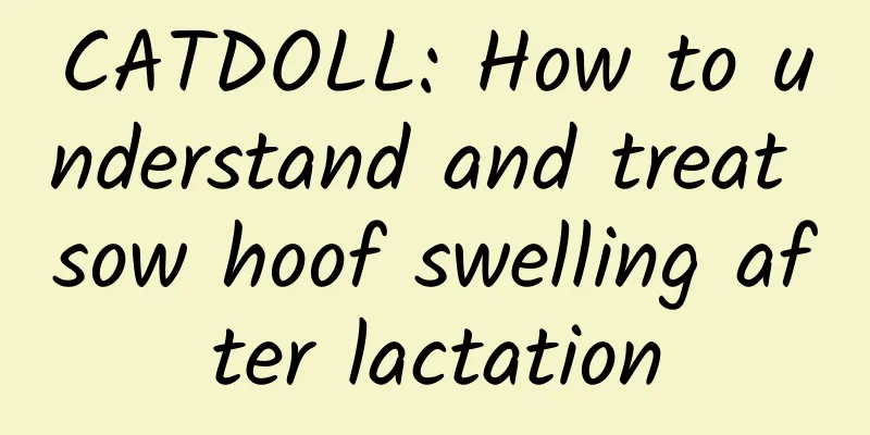 CATDOLL: How to understand and treat sow hoof swelling after lactation